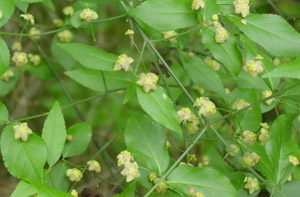 Strawberry-bush flowers and foliage on branch